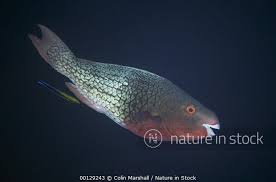 Image result for Scarus rubroviolaceus