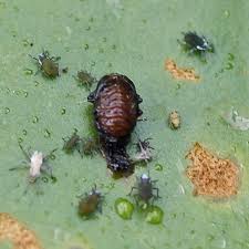 Attēlu rezultāti vaicājumam “Galerucella nymphaeae pupa”