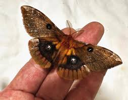 Attēlu rezultāti vaicājumam “Aglia tau”