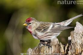 Attēlu rezultāti vaicājumam “Carduelis flammea”