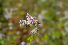 Attēlu rezultāti vaicājumam “Heracleum sosnowskyi flower”