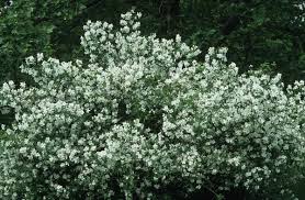 Attēlu rezultāti vaicājumam “Philadelphus coronarius”