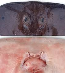 Image result for Tetronarce nobiliana