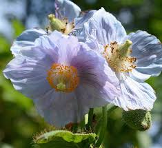 Image result for Scheinmohn blau