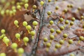 Attēlu rezultāti vaicājumam “Craterium aureonucleatum”