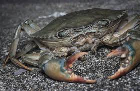 Image result for Cancer irroratus