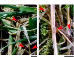 Attēlu rezultāti vaicājumam “Pistillaria sp.”