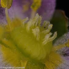 Attēlu rezultāti vaicājumam “Alisma lanceolatum”