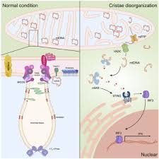 Image result for Co de Crista Chins