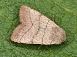 Attēlu rezultāti vaicājumam “Charanyca trigrammica”