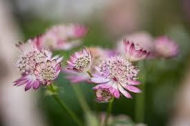 Attēlu rezultāti vaicājumam “Astrantia major flower”