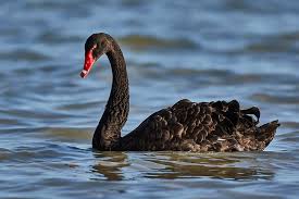 Attēlu rezultāti vaicājumam “Cygnus atratus”