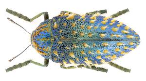 Attēlu rezultāti vaicājumam “Diderma globosum macro”