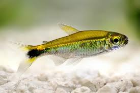 Attēlu rezultāti vaicājumam “Tetratoma ancora”