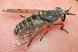 Attēlu rezultāti vaicājumam “Haematopota sp.”