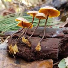 Attēlu rezultāti vaicājumam “Xeromphalina campanella”