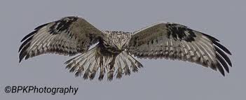 Attēlu rezultāti vaicājumam “Buteo lagopus adult”