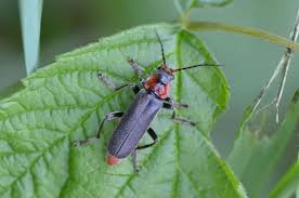 Attēlu rezultāti vaicājumam “Cantharis fusca larva”