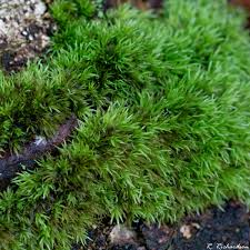 Attēlu rezultāti vaicājumam “Leucobryum glaucum”