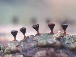 Attēlu rezultāti vaicājumam “Lycogala succineum macro”