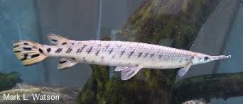 Image result for Lepisosteus osseus