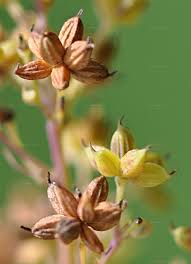 Attēlu rezultāti vaicājumam “Thalictrum flavum bud”