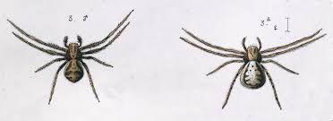 Attēlu rezultāti vaicājumam “Xysticus cristatus”