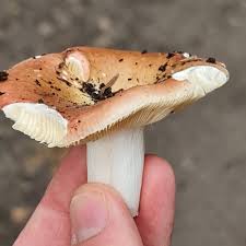 Attēlu rezultāti vaicājumam “Russula vesca”