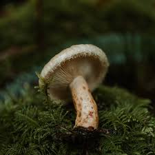 Attēlu rezultāti vaicājumam “Lactarius repraesentaneus”