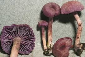 Attēlu rezultāti vaicājumam “Laccaria amethystina”