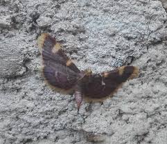 Attēlu rezultāti vaicājumam “Hypsopygia costalis”