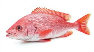 Image result for Lutjanus campechanus