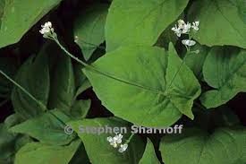 Attēlu rezultāti vaicājumam “Circaea alpina leaf”