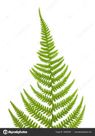 Attēlu rezultāti vaicājumam “Pteridium aquilinum”