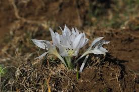 Attēlu rezultāti vaicājumam “Colchicum szovitsii subsp. szovitsii flower”