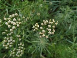 Attēlu rezultāti vaicājumam “Achillea salicifolia flower”