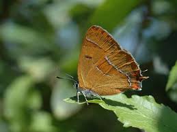 Attēlu rezultāti vaicājumam “Thecla betulae underside”