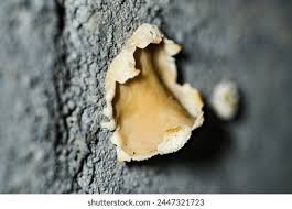 Attēlu rezultāti vaicājumam “Peziza vesiculosa”