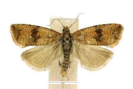 Attēlu rezultāti vaicājumam “Celypha striana”