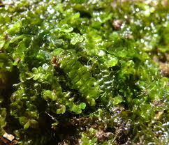 Attēlu rezultāti vaicājumam “Chiloscyphus”