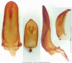 Attēlu rezultāti vaicājumam “Cychramus variegatus”