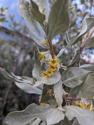 Attēlu rezultāti vaicājumam “Elaeagnus commutata”