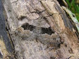 Attēlu rezultāti vaicājumam “Xanthorhoe quadrifasiata”