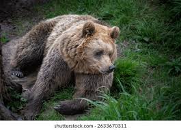 Attēlu rezultāti vaicājumam “Ursus arctos”