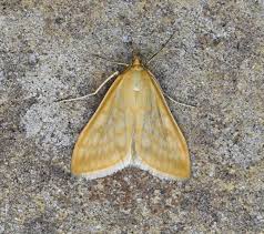 Attēlu rezultāti vaicājumam “Sitochroa verticalis”