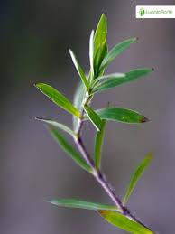 Attēlu rezultāti vaicājumam “Silene tatarica flower”