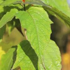 Image result for Lampionblume