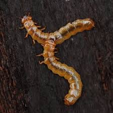 Attēlu rezultāti vaicājumam “Ceruchus chrysomelinus larva”
