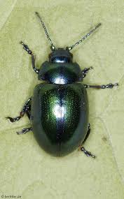 Attēlu rezultāti vaicājumam “Linaeidea aenea”