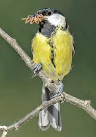 Attēlu rezultāti vaicājumam “Parus major male”
